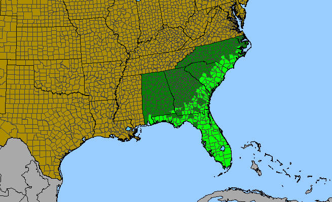 The range of Pterocaulon pycnostachyum